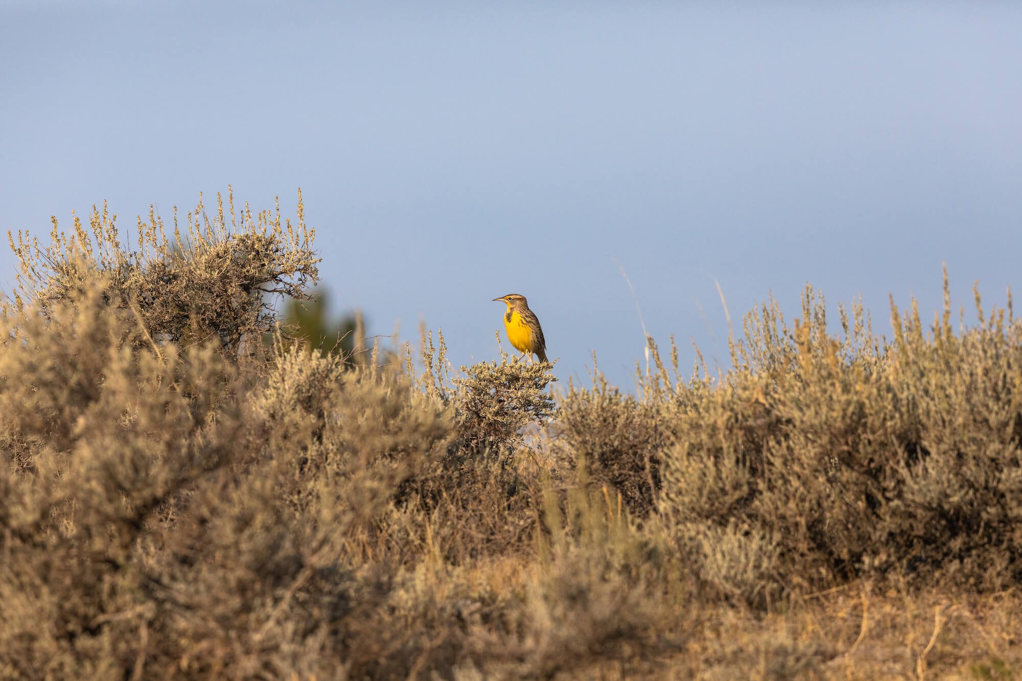 American Prairie Reserve — Love | Schack Architecture