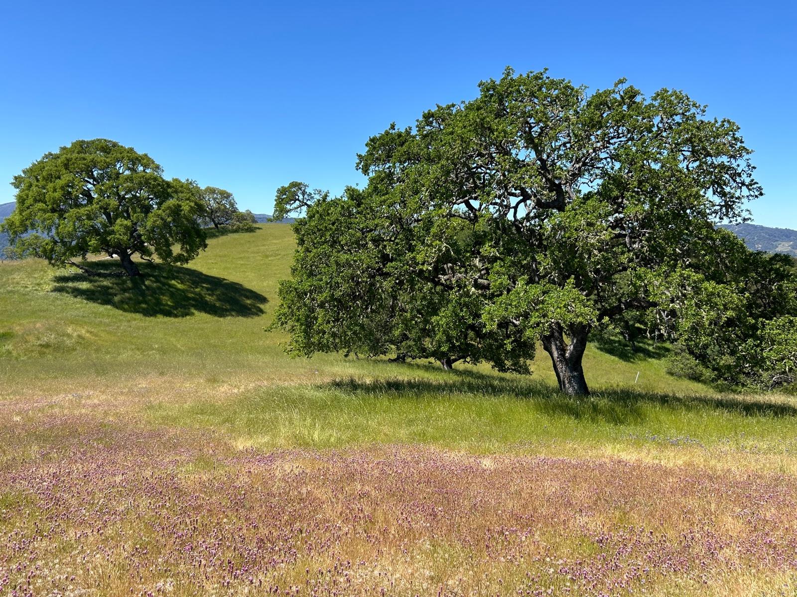 Cloud's Rest — Feldman Architecture