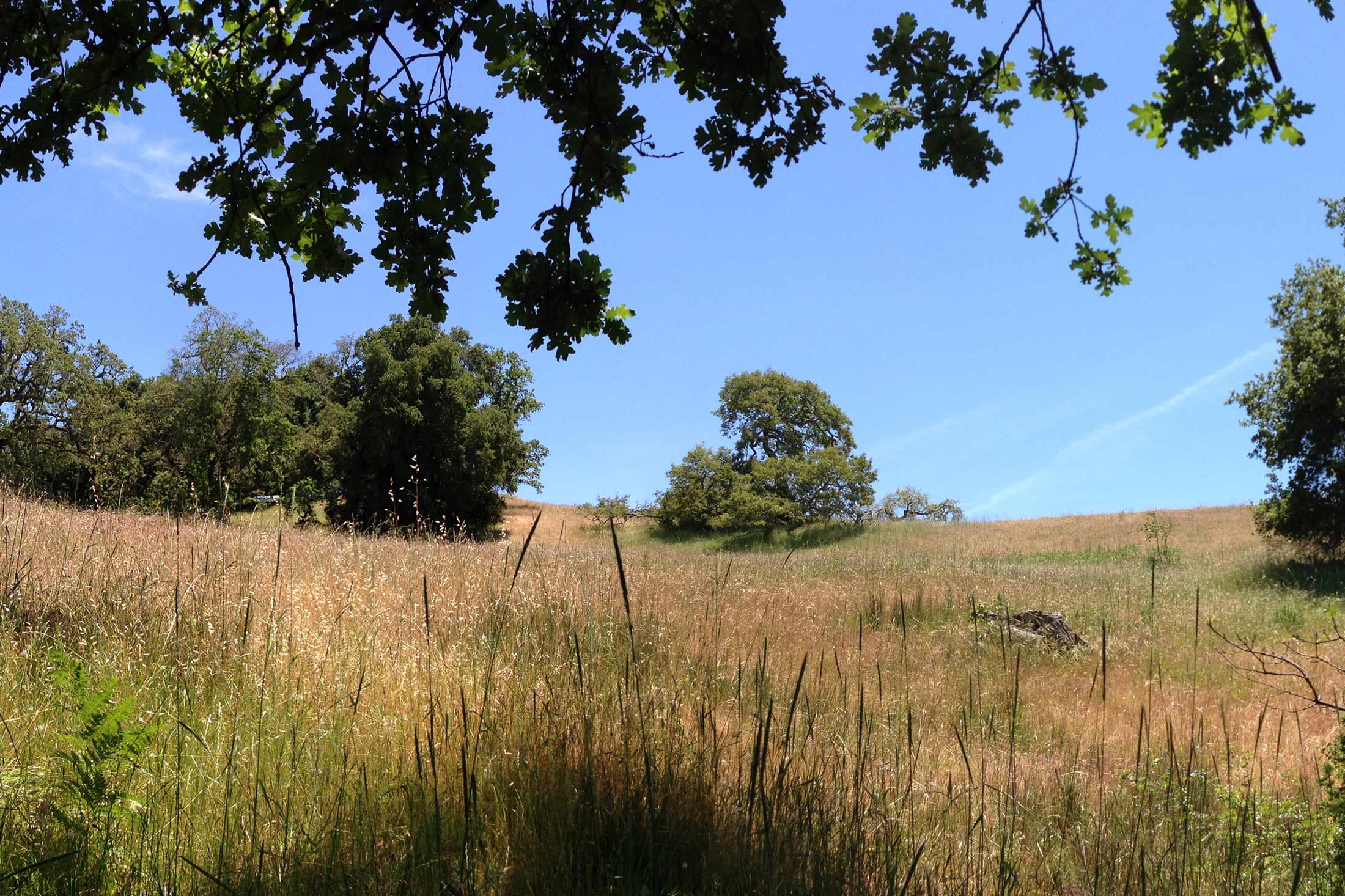 GRASSLANDS HOUSE — Field Architecture