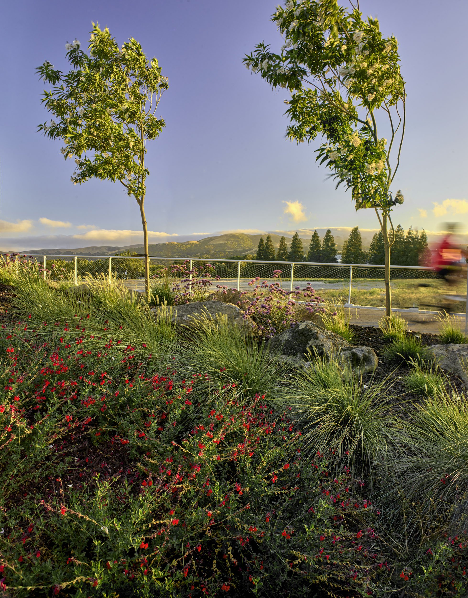 Iron Horse Trail Bollinger Canyon Rd Overcrossing — Surfacedesign, Inc.