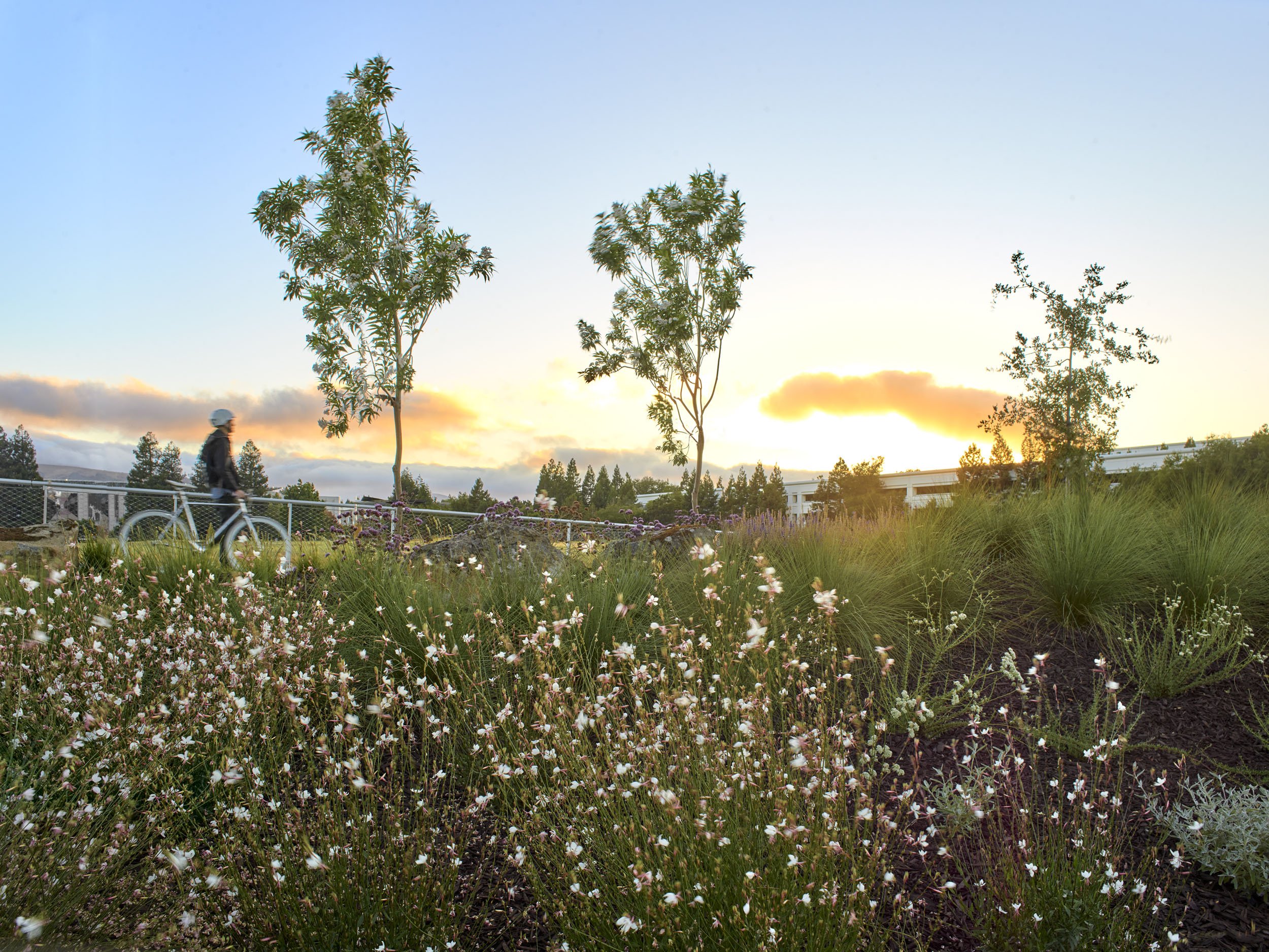 Iron Horse Trail Bollinger Canyon Rd Overcrossing — Surfacedesign, Inc.