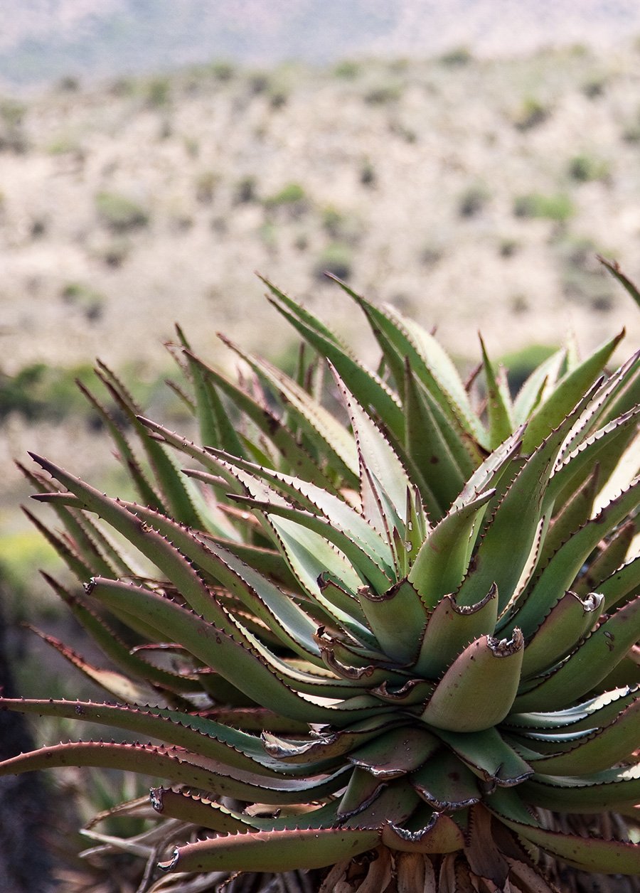 Karoo Wilderness Center — Field Architecture
