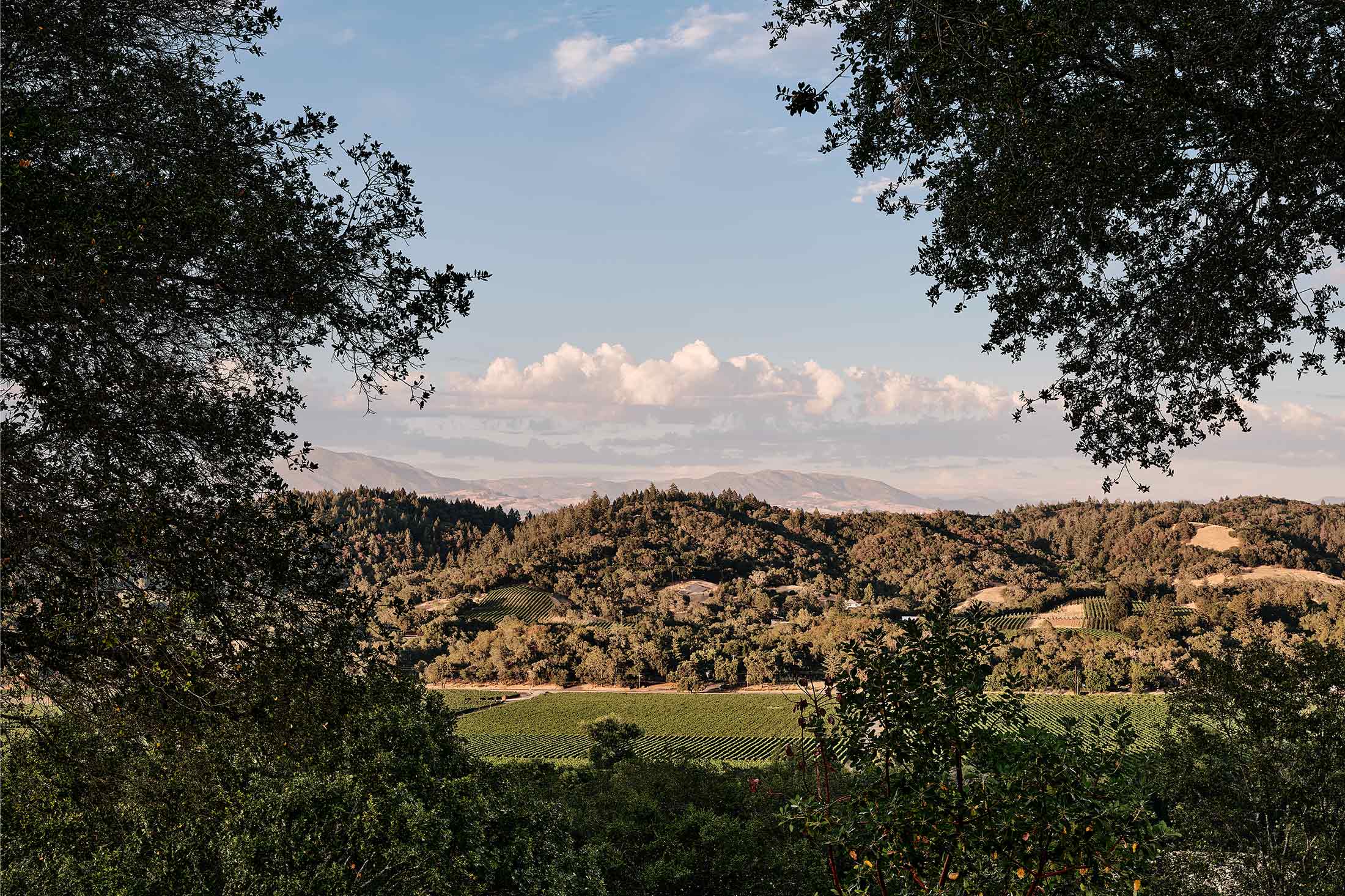 MADRONE RIDGE — Field Architecture