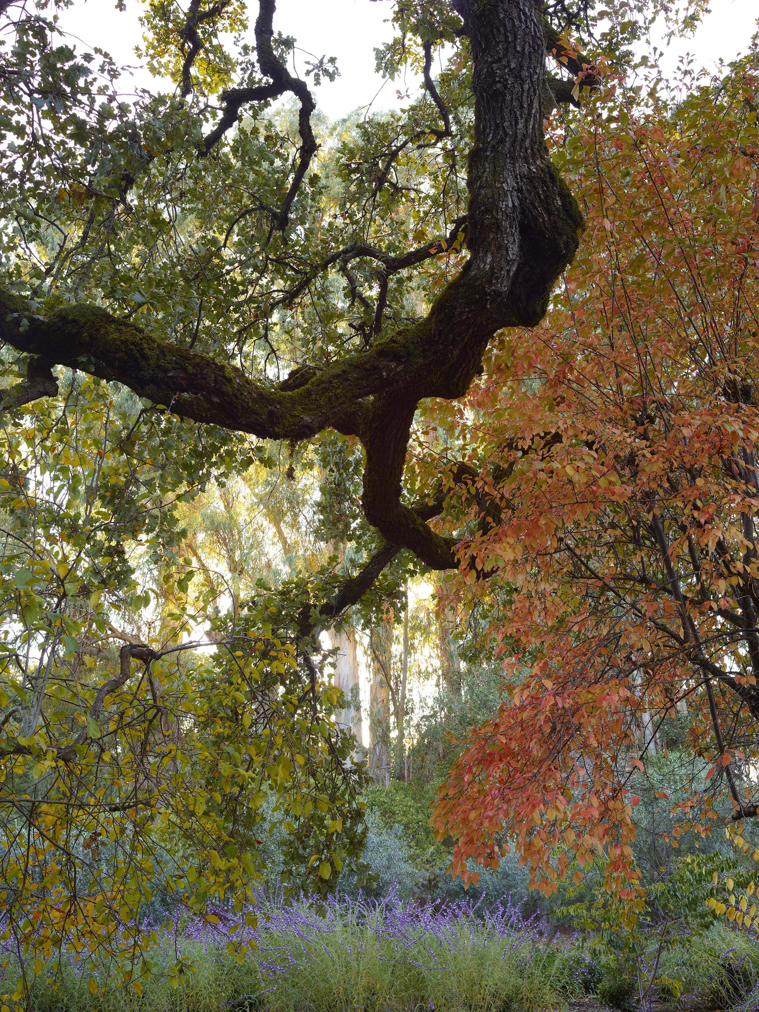 Manzanita — Surfacedesign, Inc.