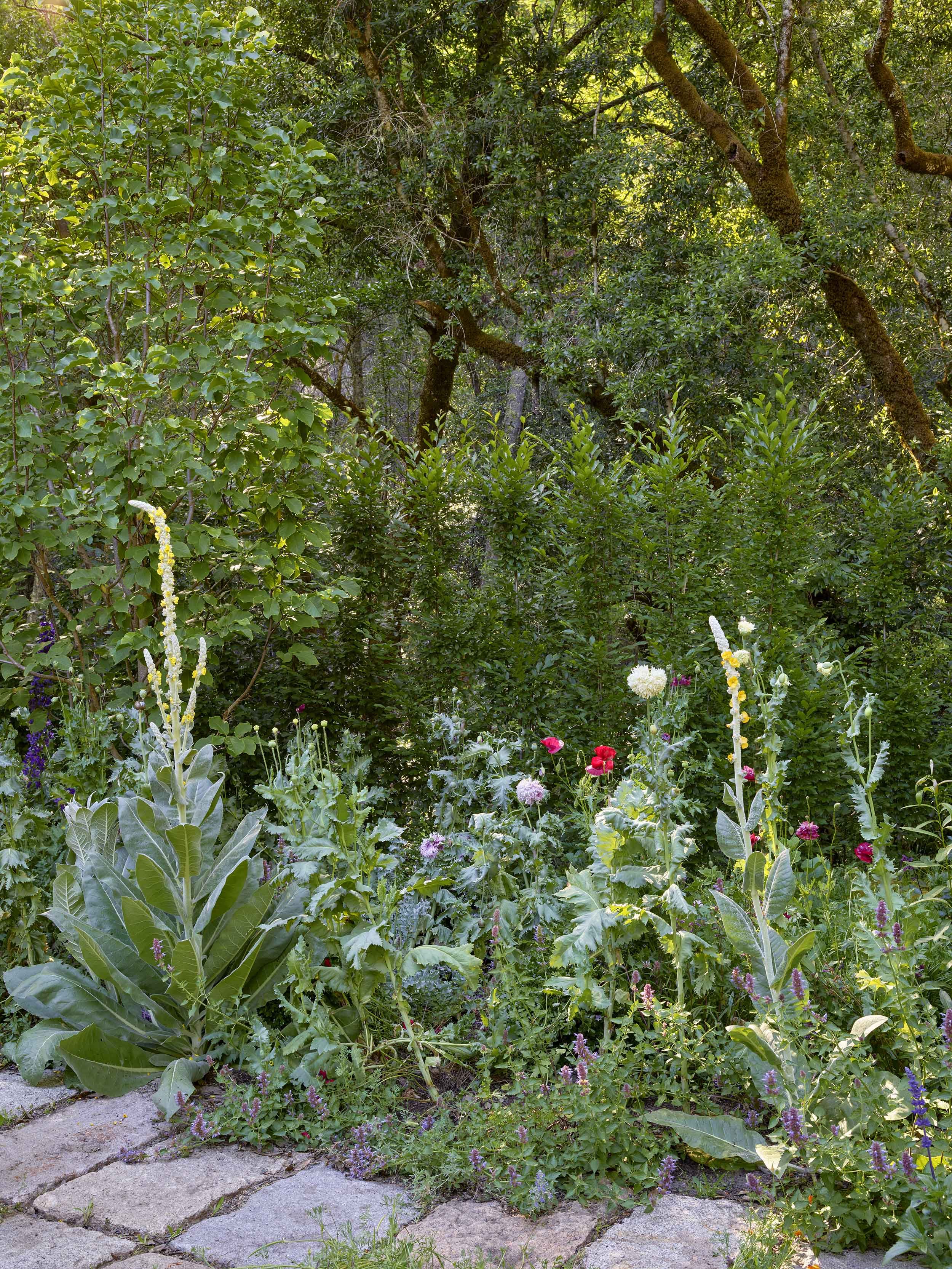 Mt Veeder Residence — Surfacedesign, Inc.