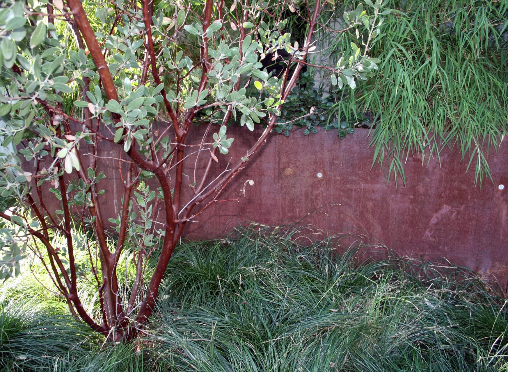 Oak Streets Residence — Fiore Landscape Design