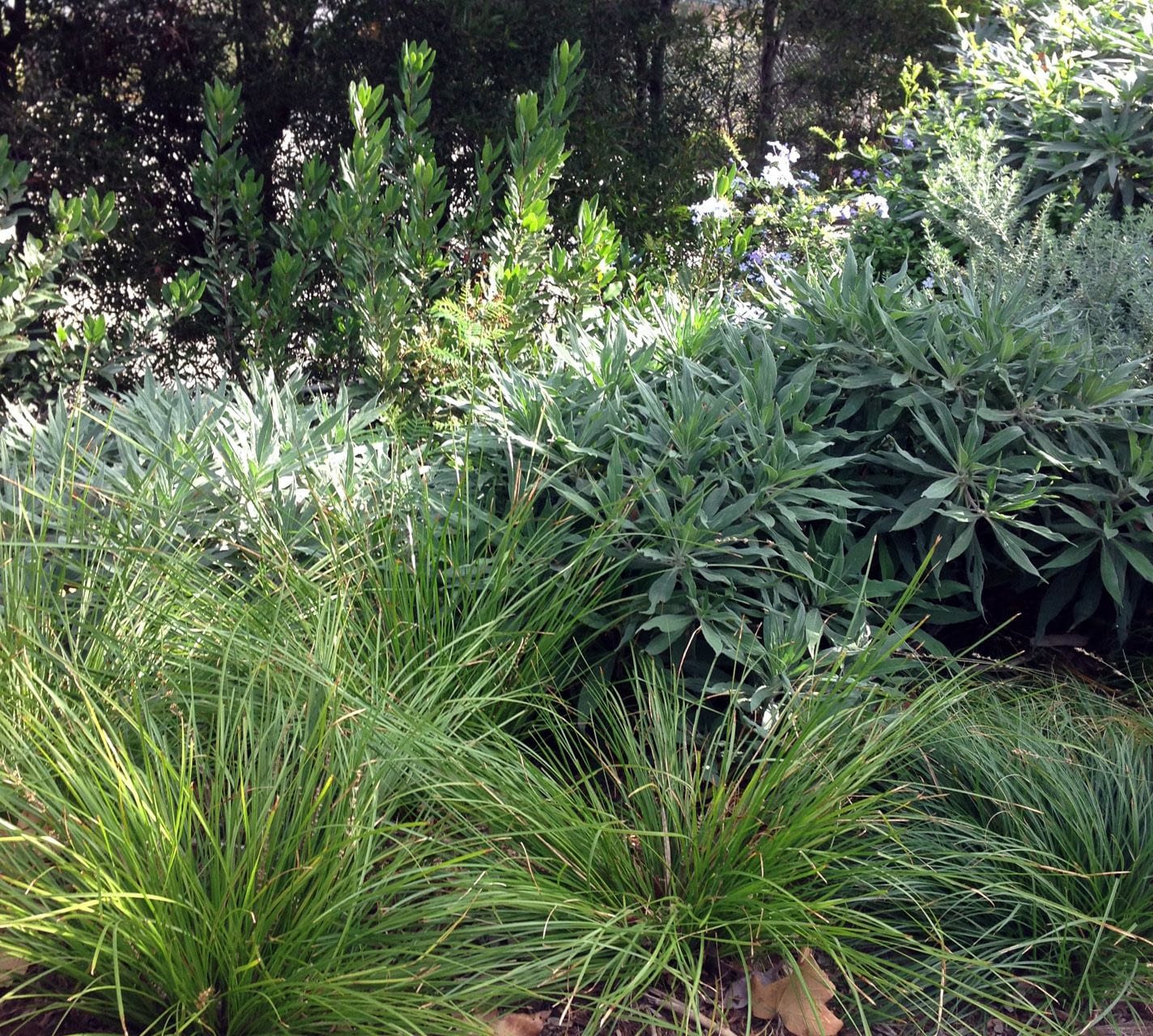 Oak Streets Residence — Fiore Landscape Design