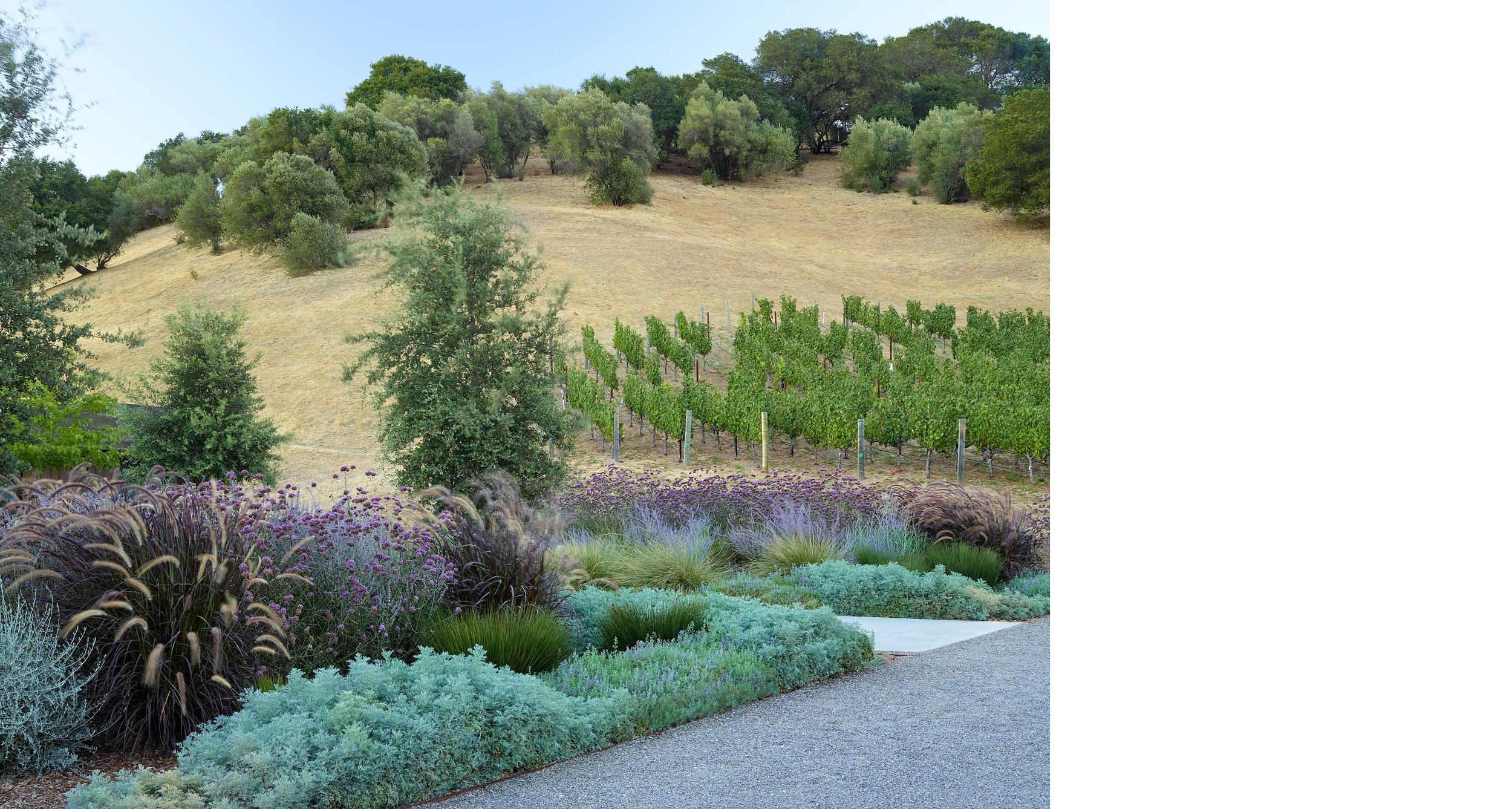 Odette Winery — Surfacedesign, Inc.