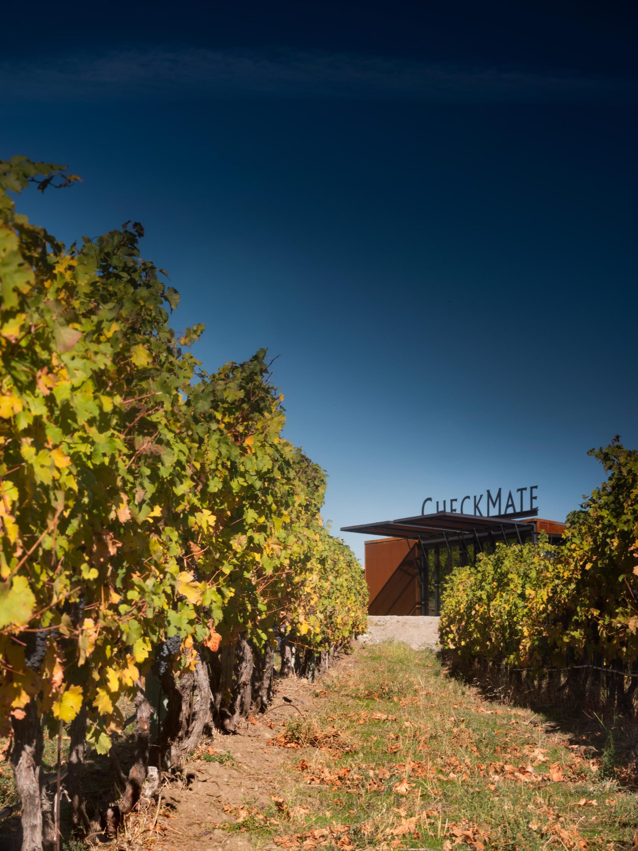 CheckMate Winery Pop — Olson Kundig