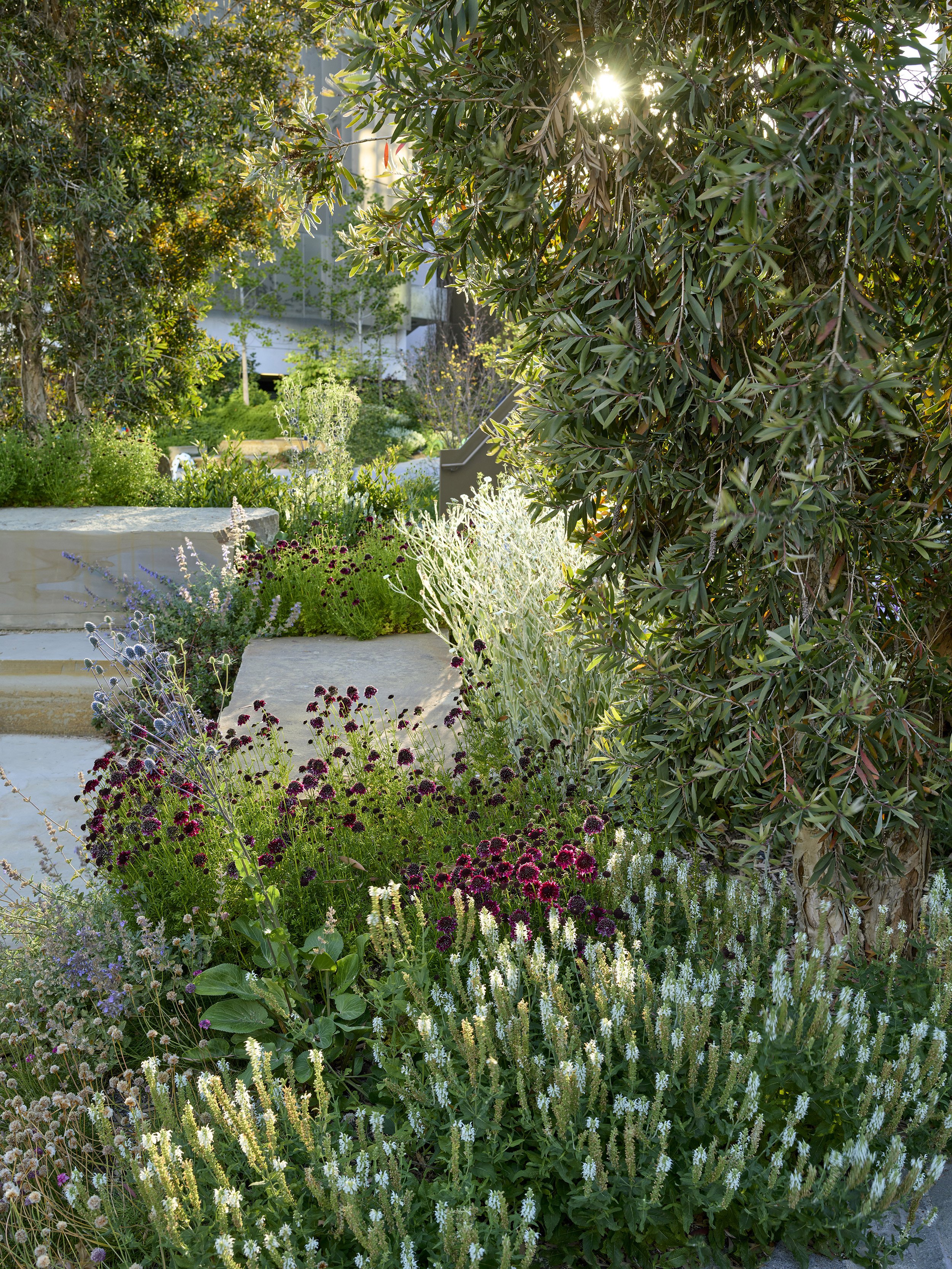 Pierpoint Lane — Surfacedesign, Inc.