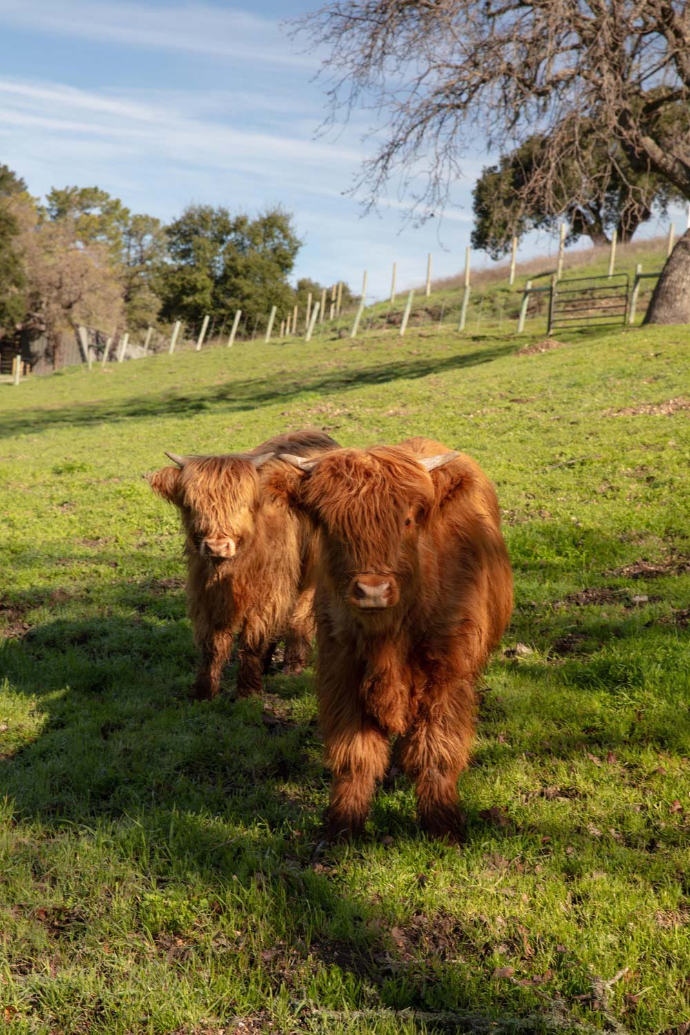 Rancho Los Olivos — Tom Meaney | Architect