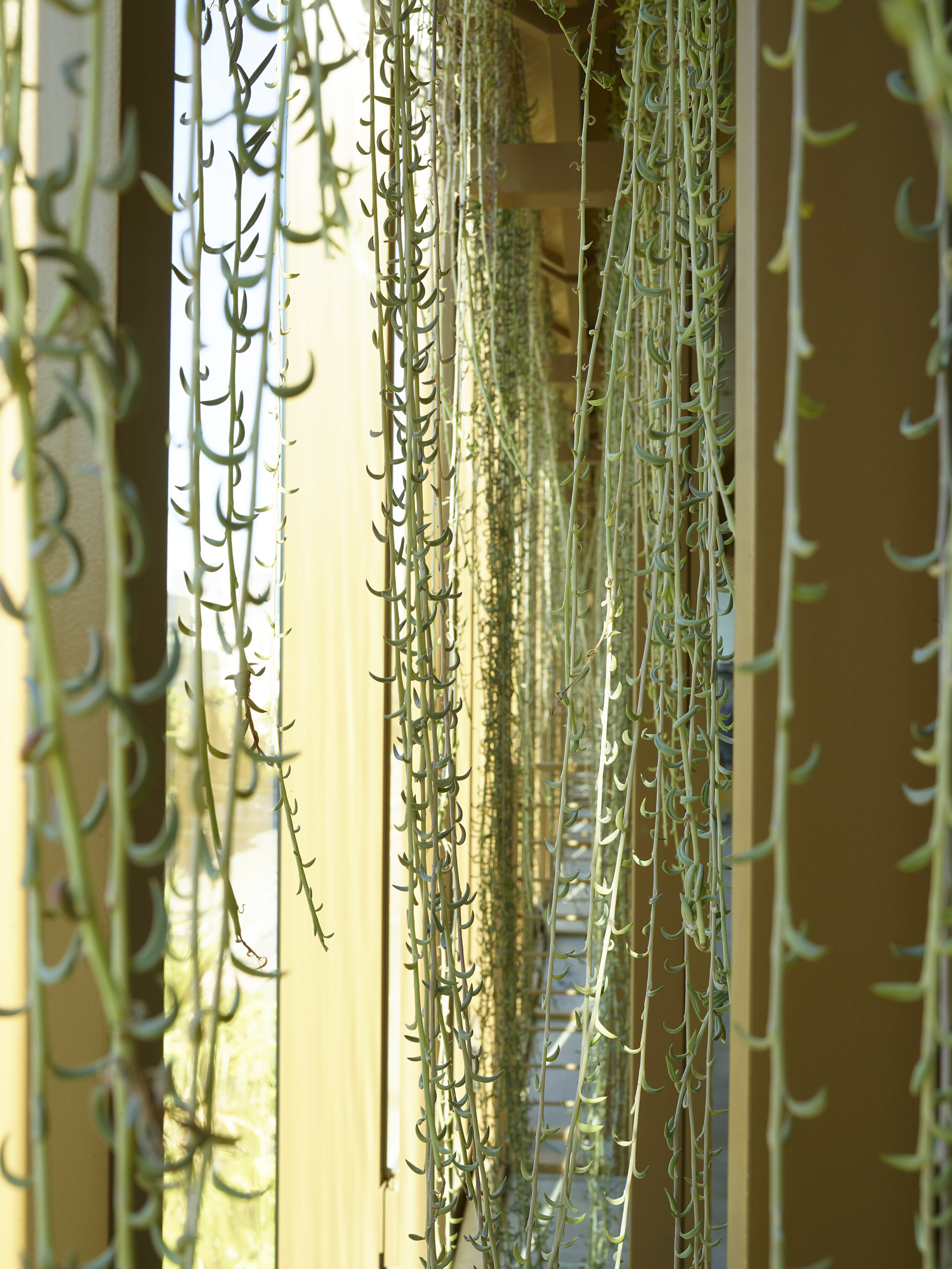 Uber HQ Facade Planters — Surfacedesign, Inc.
