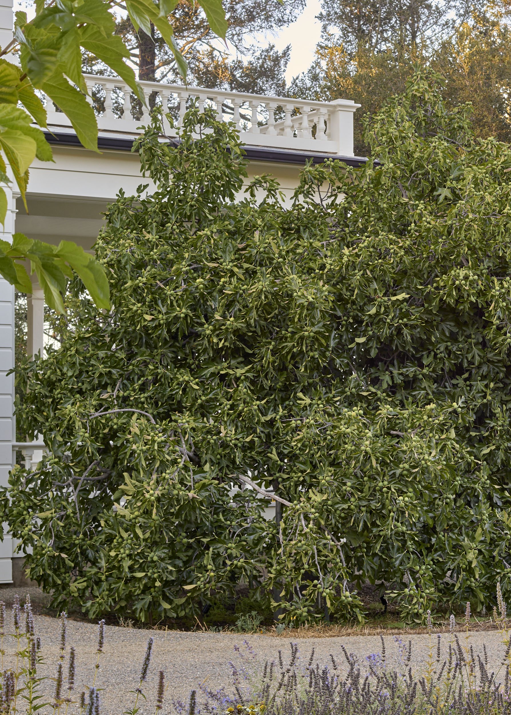 Vine and Fig — Surfacedesign, Inc.