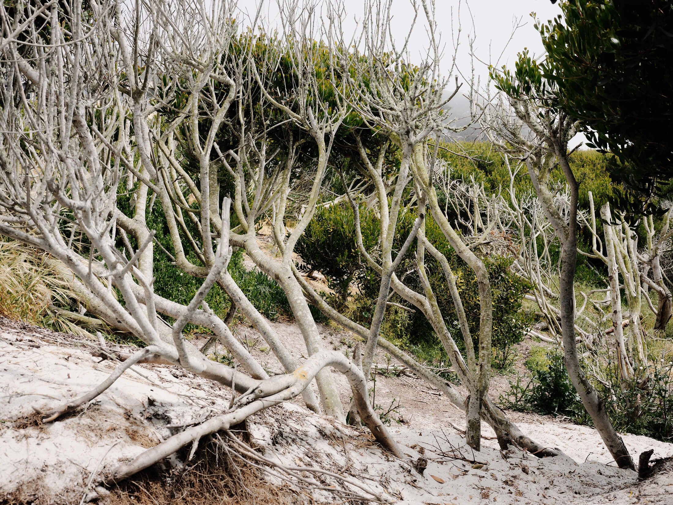 White Sands — Field Architecture