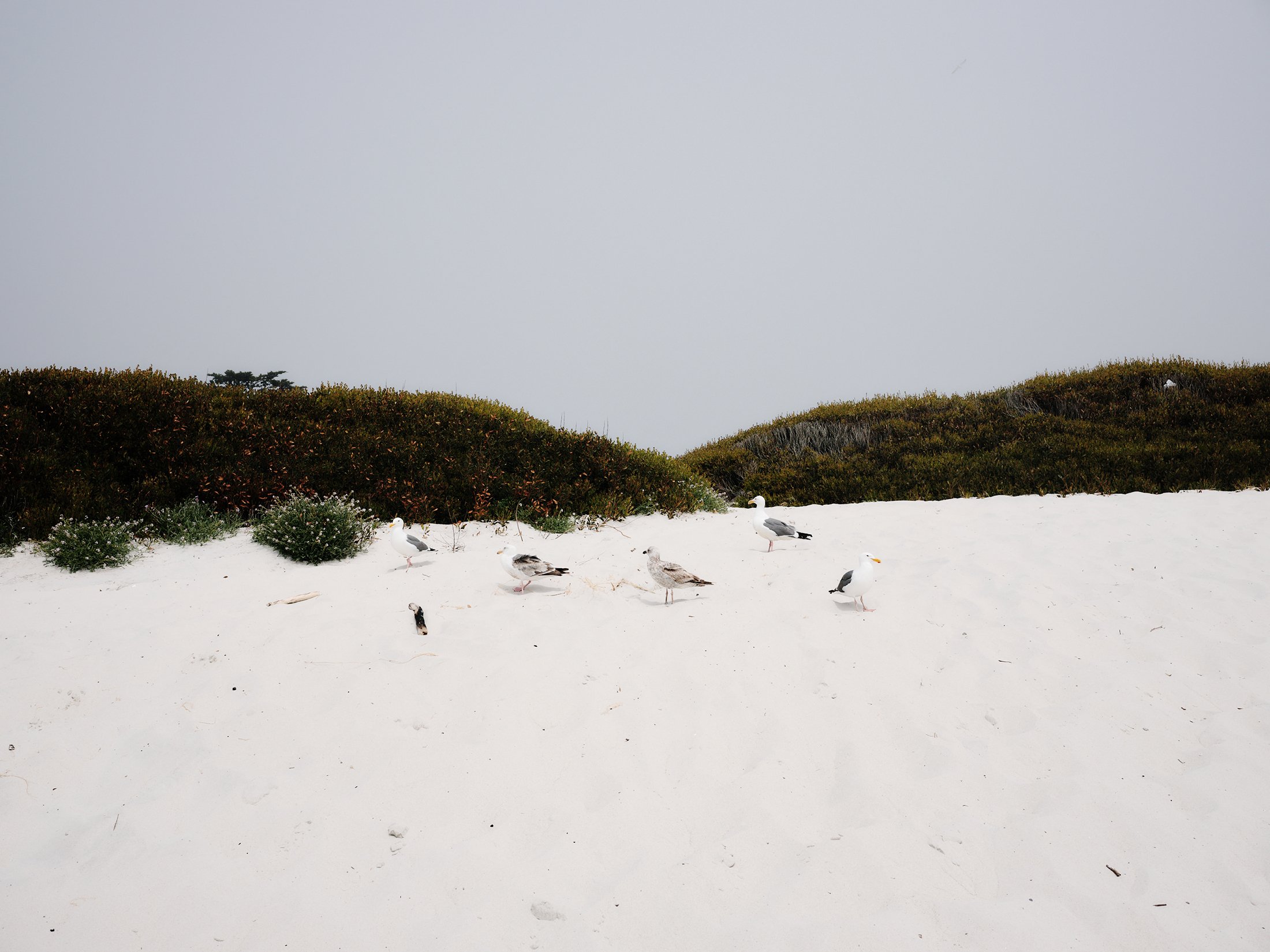 White Sands — Field Architecture