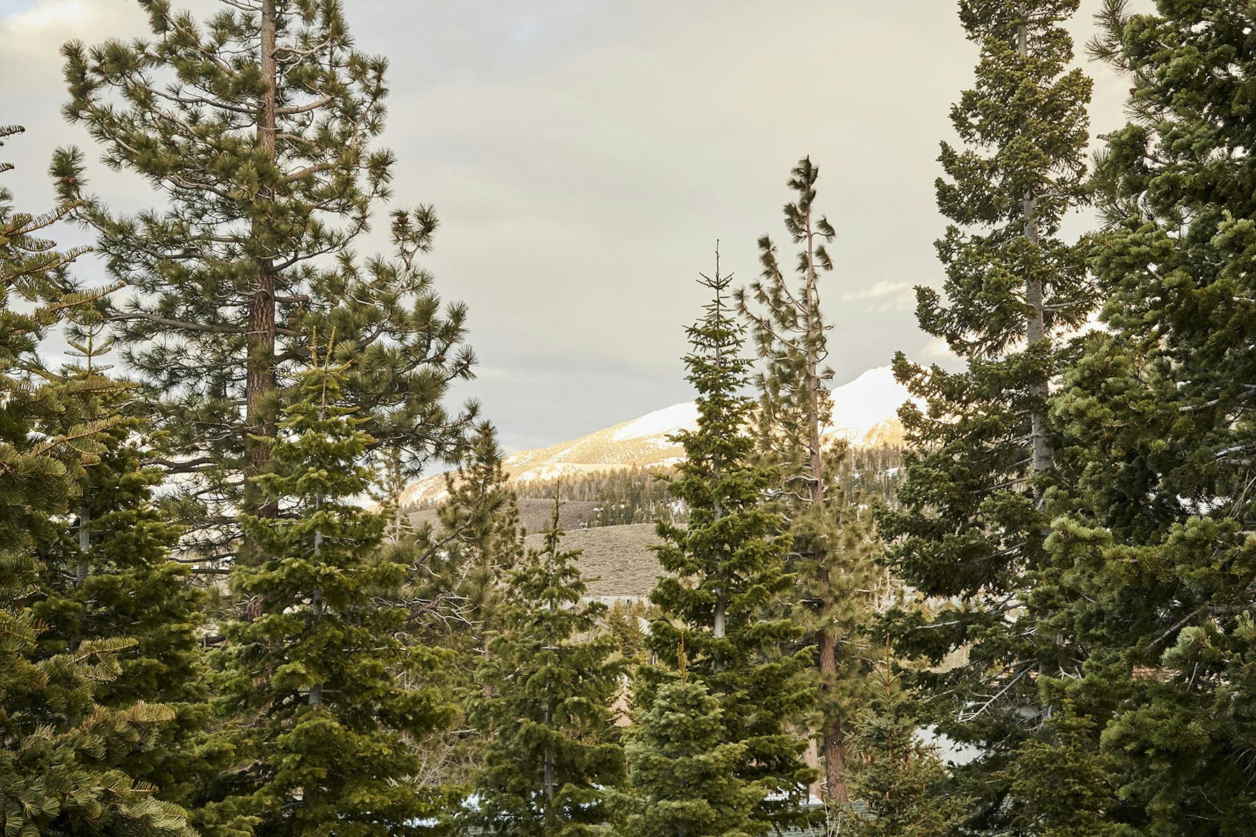 Alexander Design — Badger — Alexander Design