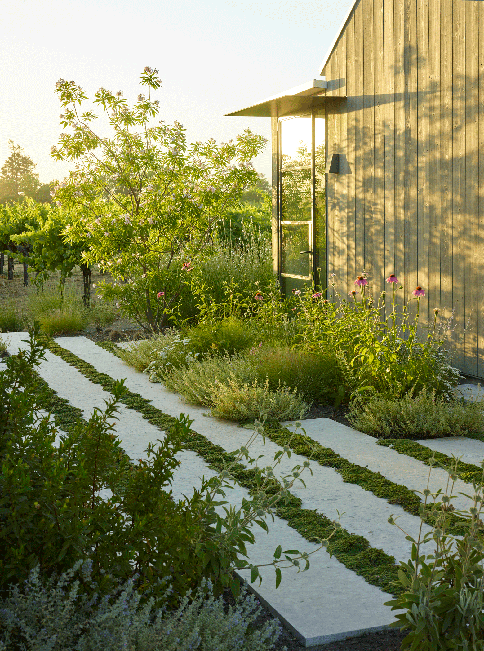 Zinfandel Lane — Surfacedesign, Inc.