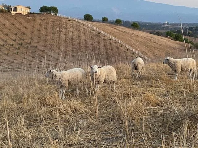 Luretík Farm — Tom Meaney