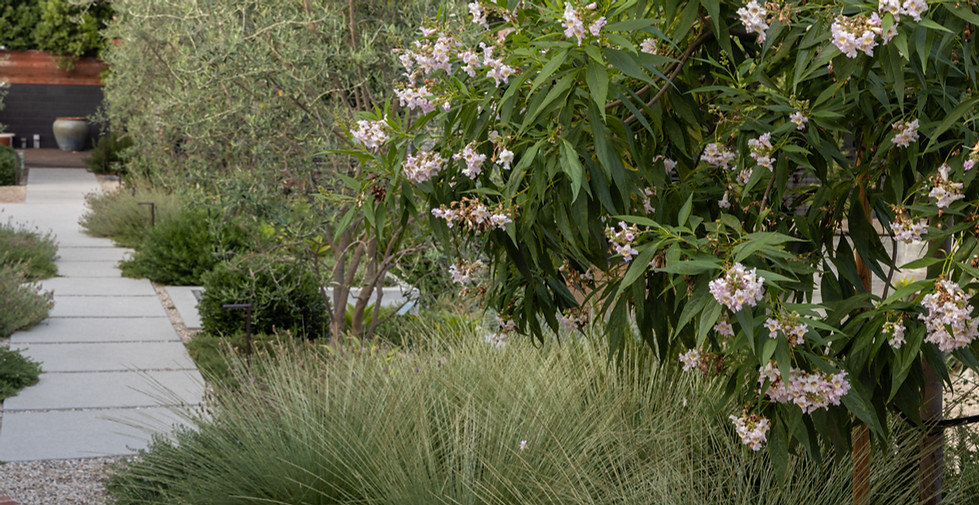 TRANSECT — TOPOPHYLA