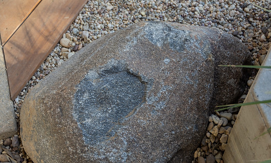ILEX — TOPOPHYLA
