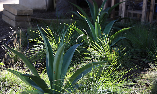 PARK LANE — TOPOPHYLA