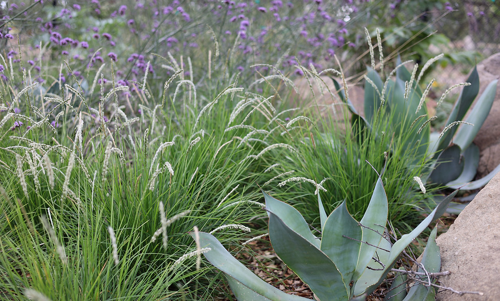 PARK LANE — TOPOPHYLA