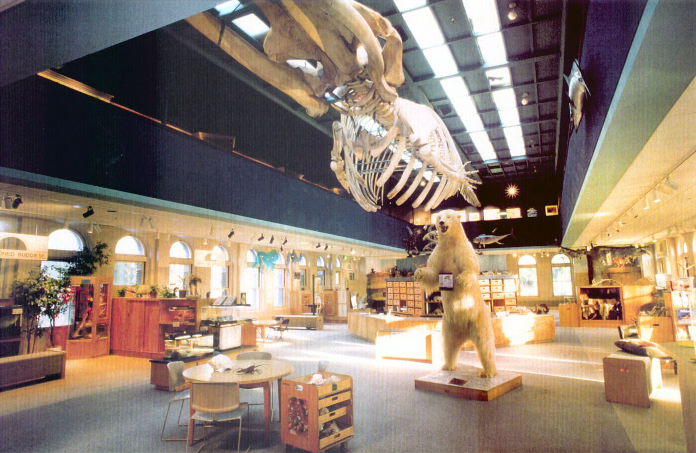 natural history museum, custom modern exhibition & research space design in los angeles — whipple russell architects